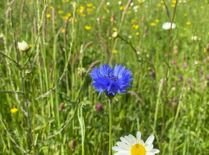 Cosy Double Shepherds Hut In Beautiful Wicklow With Underfloor Heating Throughout Rathnew